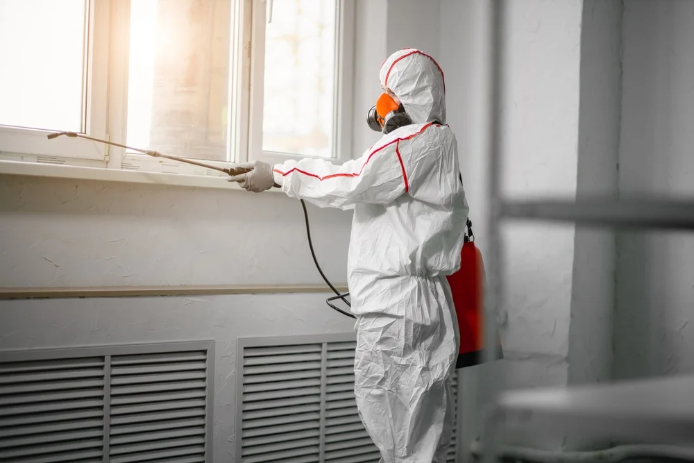 Professional mold remediation services in Selkirk, NY